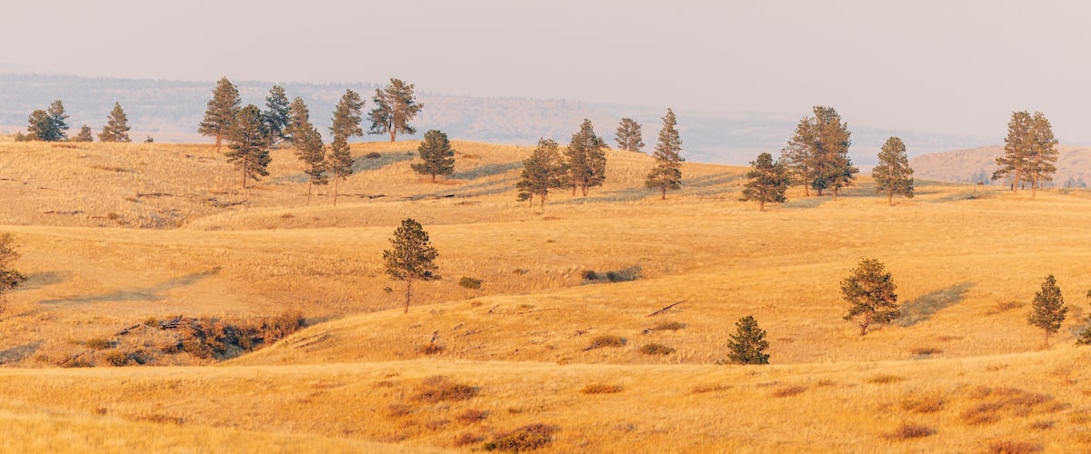 A golden field with scattered trees and distant hills.