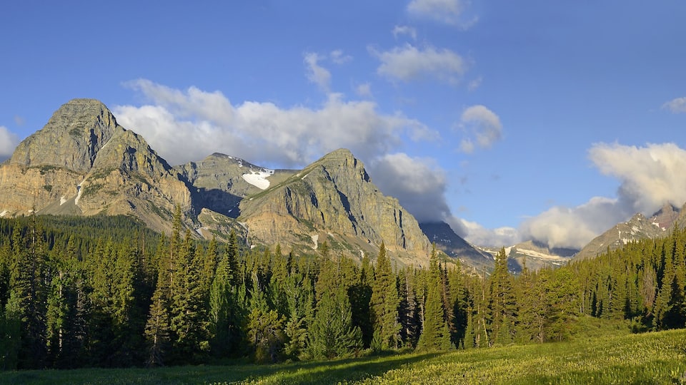 A mountain range with a clear sky, dense forest, and a visible glacier.