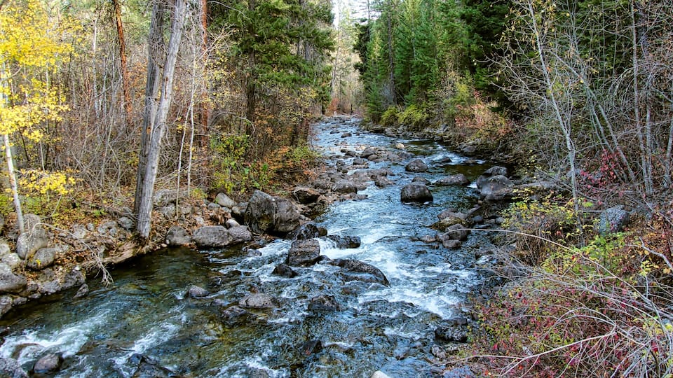 A rocky stream flowing through a forest with autumn-colored trees.