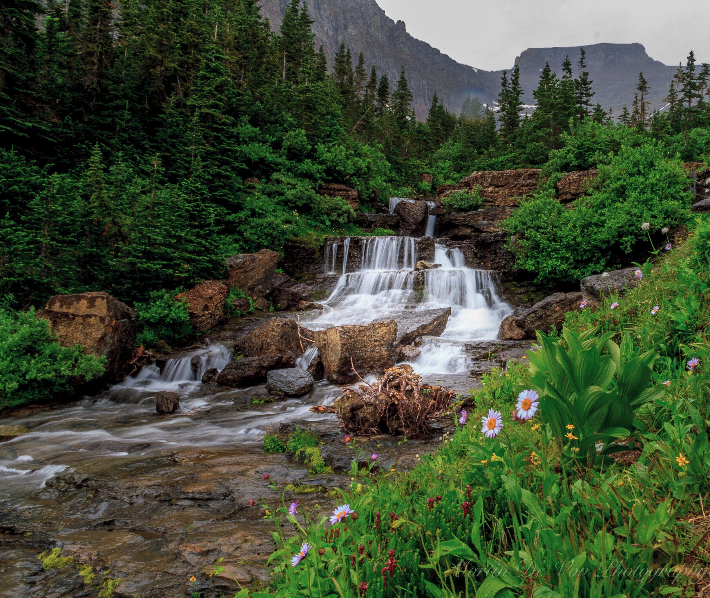 The hike to Apikuni Falls (also spelled "Appekunny Falls") begins from the Poia Lake Trailhead, located 2.8 miles west of the Many Glacier entrance. Although it's a fairly popular hike, there's limited parking for only 12 cars or so.

From the side of the road the trail starts off in an open field known as Apikuni Flat. Although you can't actually see the falls from the trailhead, you can see the general location of your destination. Look for the notch between Atlyn Peak and Apikuni Mountain, the two mountains almost directly in front of you. Although it's a short hike, the vantage point from the trailhead reveals a relatively steep climb.

Roughly two-tenths of a mile from the trailhead you'll reach a young aspen grove. Just beyond this grove the trail begins a steep ascent through pine forest and several thimbleberry patches. Hikers will climb almost 500 feet in less than a half-mile. Along the way you'll notice several short side trails leading to vantage points that provide good views of the surrounding mountains, as well Cracker Flats in the valley below.

Near Cracker Flats is the former site of Altyn, an old mining town that received its name from one of the financial backers of the Cracker Lake Mine, Dave Greenwood Altyn. The town was established after copper was discovered on the shores of Cracker Lake in 1897. Altyn was active from 1898 through 1902, had a peak population of 600-800 people, and boasted a store, post office, hotel, newspaper, saloons, and many of the other establishments typically found in boomtowns. Although the copper vein looked promising, the mine went bust, and so with it the town. The former townsite was buried under water after the Lake Sherburne reservoir filled the valley in 1921.

Roughly two-thirds of a mile from the trailhead you'll reach a relatively level spot on the trail. It's here for the first time that you'll be able to hear the roar of the falls in the distance. Walk just a little further up the trail and you'll get a tremendous bird's eye view of the waterfall as it tumbles more than 100 feet down the cliff face. From this point the trail continues towards the base of the falls.

At roughly eight-tenths of a mile you might think that you've reached the end of the trail. However, you should be able to make it all the way to the base of the falls with a relatively easy scramble up the rocks.

Apikuni Falls plunges off a cliff face in two separate tiers. The first tier is a free fall off the top of the cliff, while the second section is more of a cascade. Below the main waterfall is a series of smaller falls and cascades, all combining to make one beautiful scene.