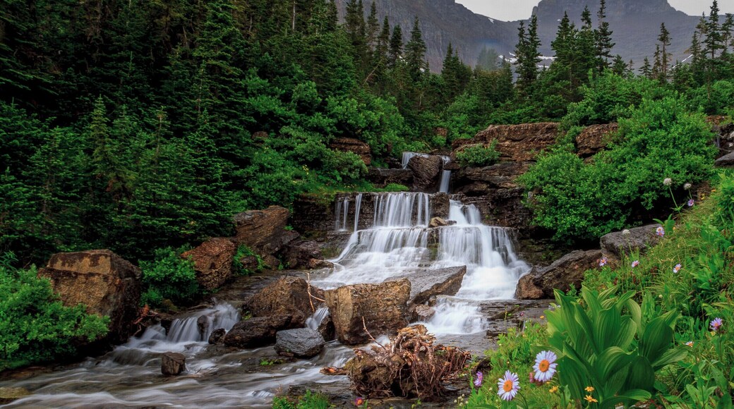 The hike to Apikuni Falls (also spelled "Appekunny Falls") begins from the Poia Lake Trailhead, located 2.8 miles west of the Many Glacier entrance. Although it's a fairly popular hike, there's limited parking for only 12 cars or so.
From the side of the road the trail starts off in an open field known as Apikuni Flat. Although you can't actually see the falls from the trailhead, you can see the general location of your destination. Look for the notch between Atlyn Peak and Apikuni Mountain, the two mountains almost directly in front of you. Although it's a short hike, the vantage point from the trailhead reveals a relatively steep climb.
Roughly two-tenths of a mile from the trailhead you'll reach a young aspen grove. Just beyond this grove the trail begins a steep ascent through pine forest and several thimbleberry patches. Hikers will climb almost 500 feet in less than a half-mile. Along the way you'll notice several short side trails leading to vantage points that provide good views of the surrounding mountains, as well Cracker Flats in the valley below.
Near Cracker Flats is the former site of Altyn, an old mining town that received its name from one of the financial backers of the Cracker Lake Mine, Dave Greenwood Altyn. The town was established after copper was discovered on the shores of Cracker Lake in 1897. Altyn was active from 1898 through 1902, had a peak population of 600-800 people, and boasted a store, post office, hotel, newspaper, saloons, and many of the other establishments typically found in boomtowns. Although the copper vein looked promising, the mine went bust, and so with it the town. The former townsite was buried under water after the Lake Sherburne reservoir filled the valley in 1921.
Roughly two-thirds of a mile from the trailhead you'll reach a relatively level spot on the trail. It's here for the first time that you'll be able to hear the roar of the falls in the distance. Walk just a little further up the trail and you'll get a tremendous bird's eye view of the waterfall as it tumbles more than 100 feet down the cliff face. From this point the trail continues towards the base of the falls.
At roughly eight-tenths of a mile you might think that you've reached the end of the trail. However, you should be able to make it all the way to the base of the falls with a relatively easy scramble up the rocks.
Apikuni Falls plunges off a cliff face in two separate tiers. The first tier is a free fall off the top of the cliff, while the second section is more of a cascade. Below the main waterfall is a series of smaller falls and cascades, all combining to make one beautiful scene.