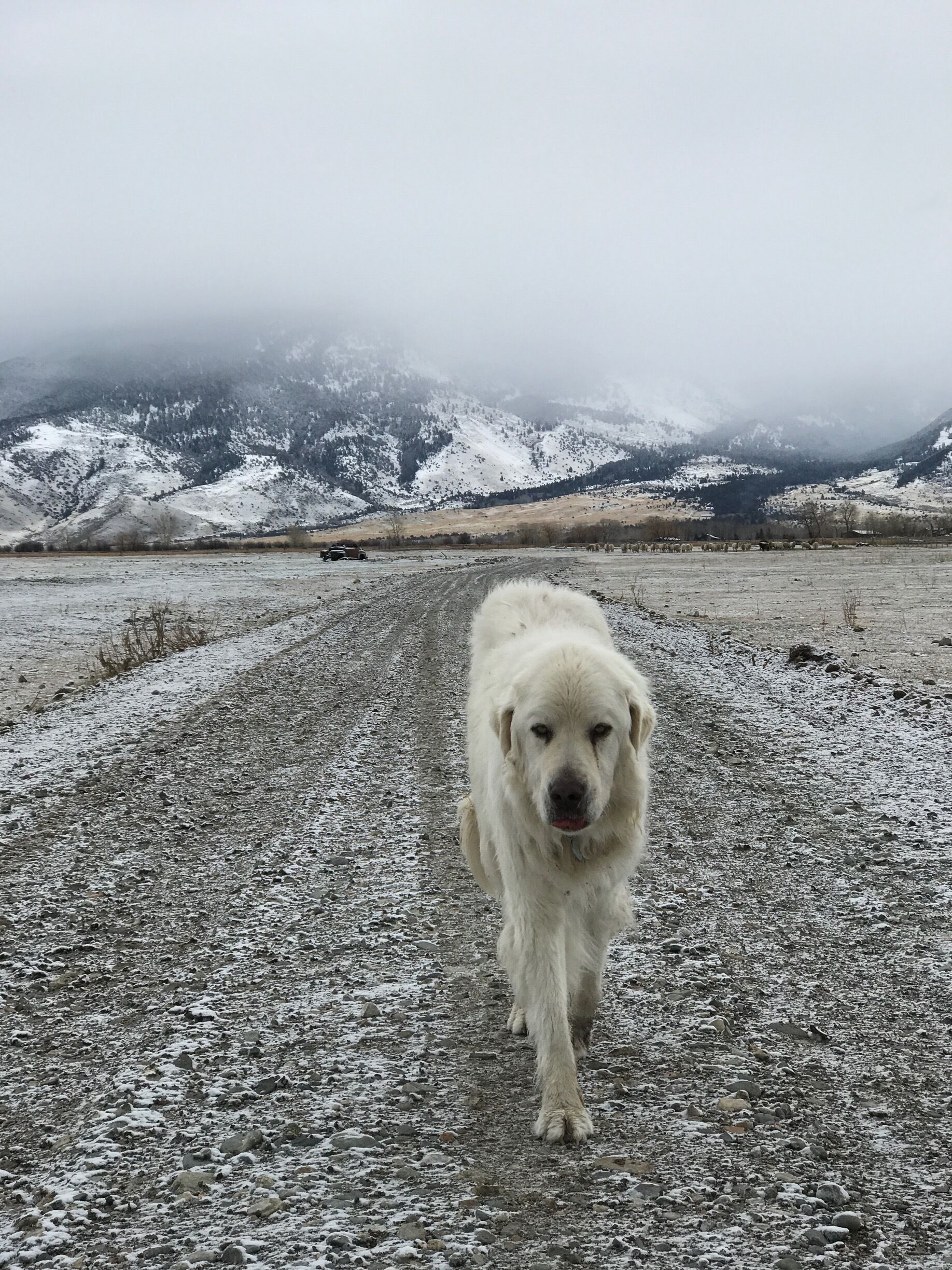 A large white dog walking on a snow-covered road with mountains in the background.