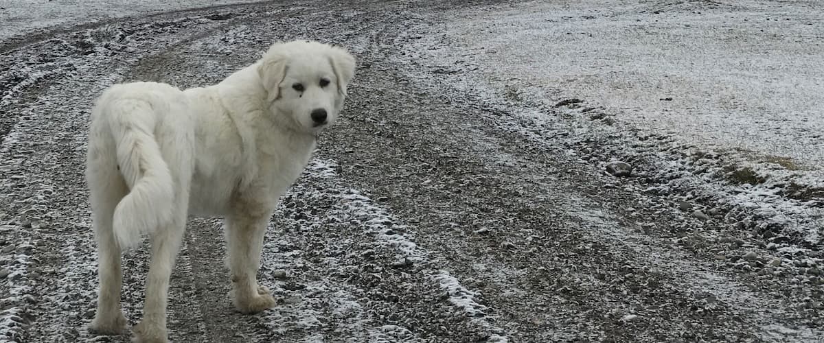 Small one in a ranch