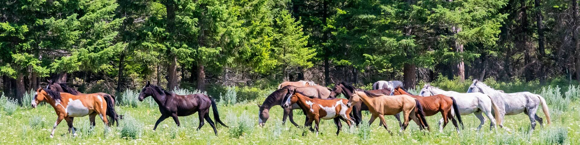 Horses and cowboys at a roundup in Montana