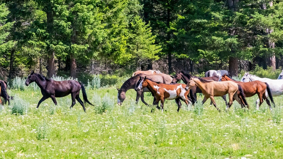 Horses and cowboys at a roundup in Montana