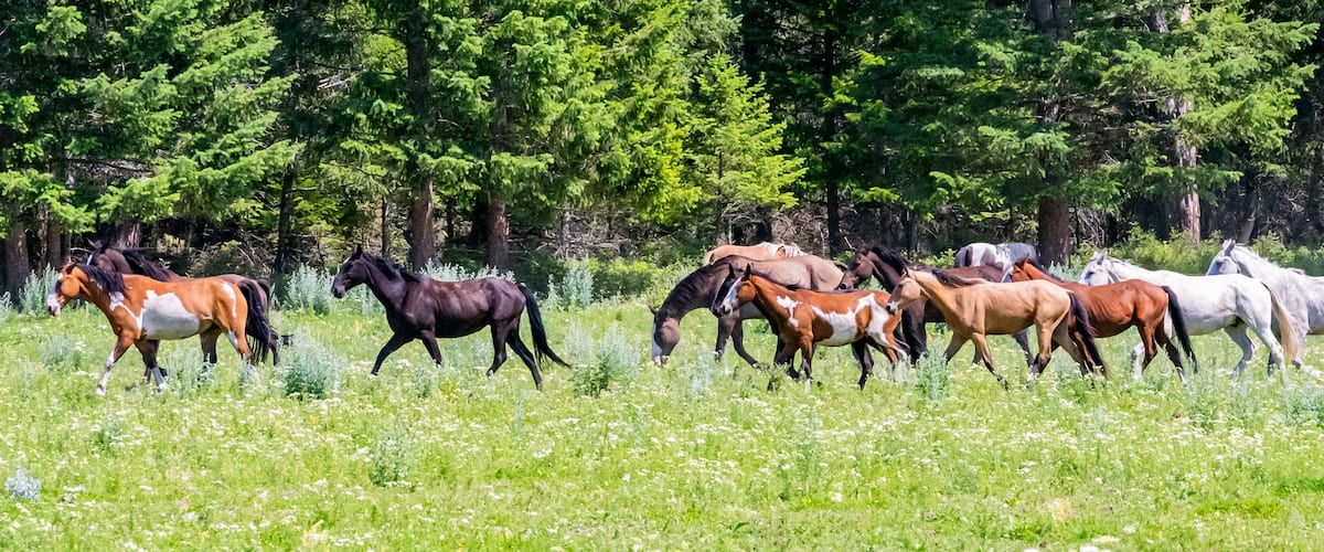 A herd of horses grazing in a lush green field with dense forest in the background.