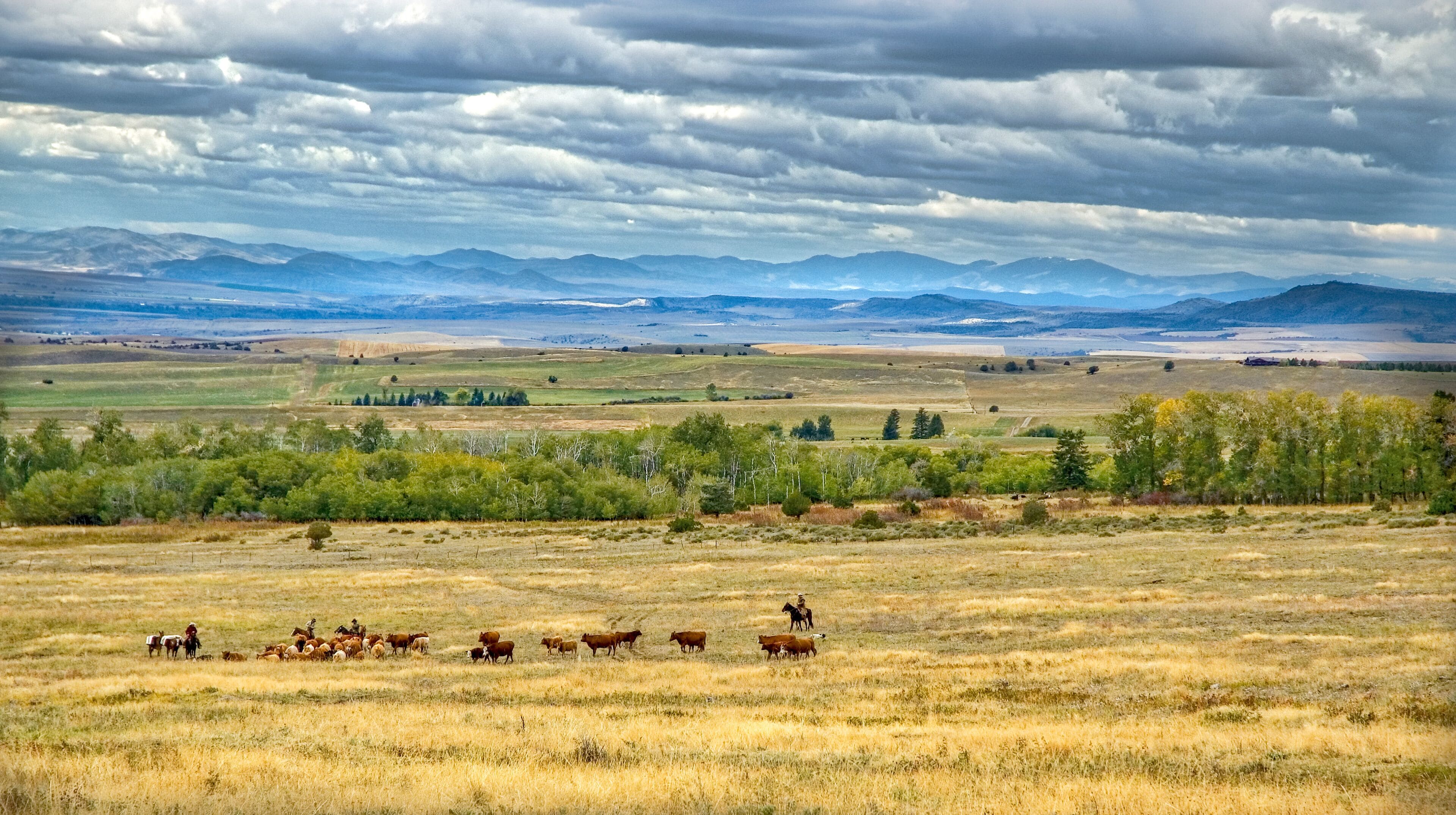 Cattle roundup in Montana