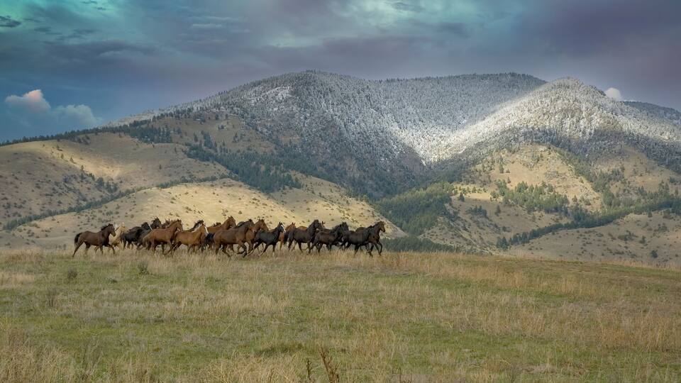 Wild hors roundup in Montana