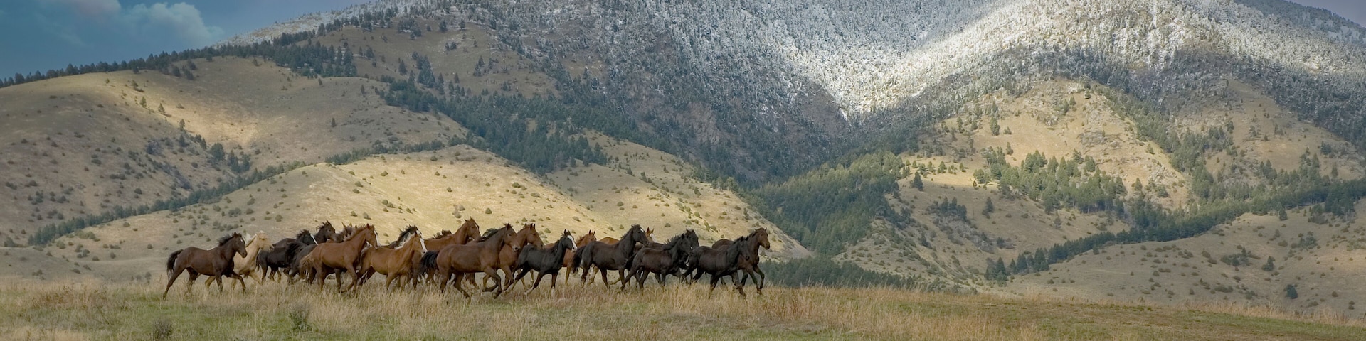 Wild hors roundup in Montana