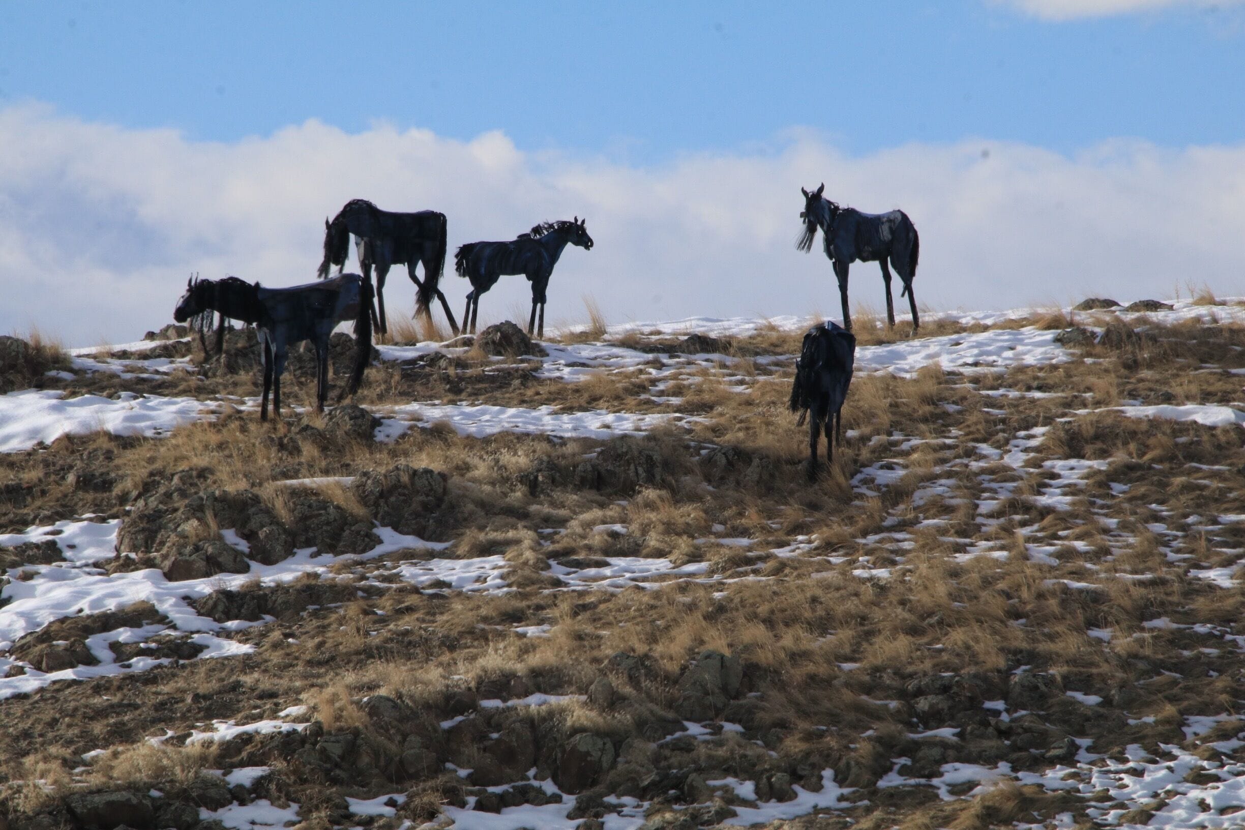 39 Metal Sculptures of Horses situated on a hill near Highway 287
