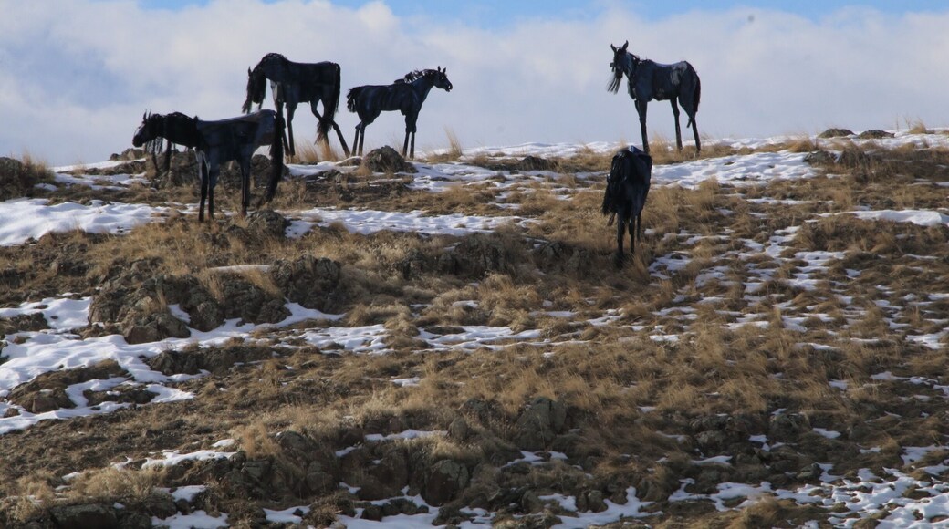 39 Metal Sculptures of Horses situated on a hill near Highway 287
