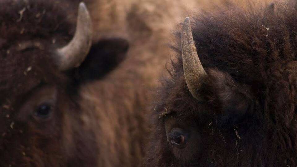 Two bison with prominent horns and thick fur.