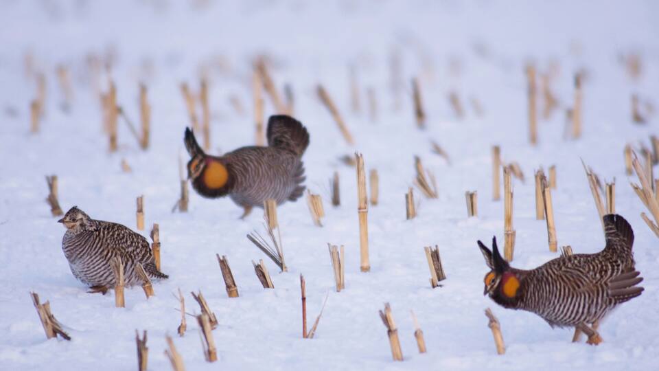 Three birds on a snowy field with wooden stakes.