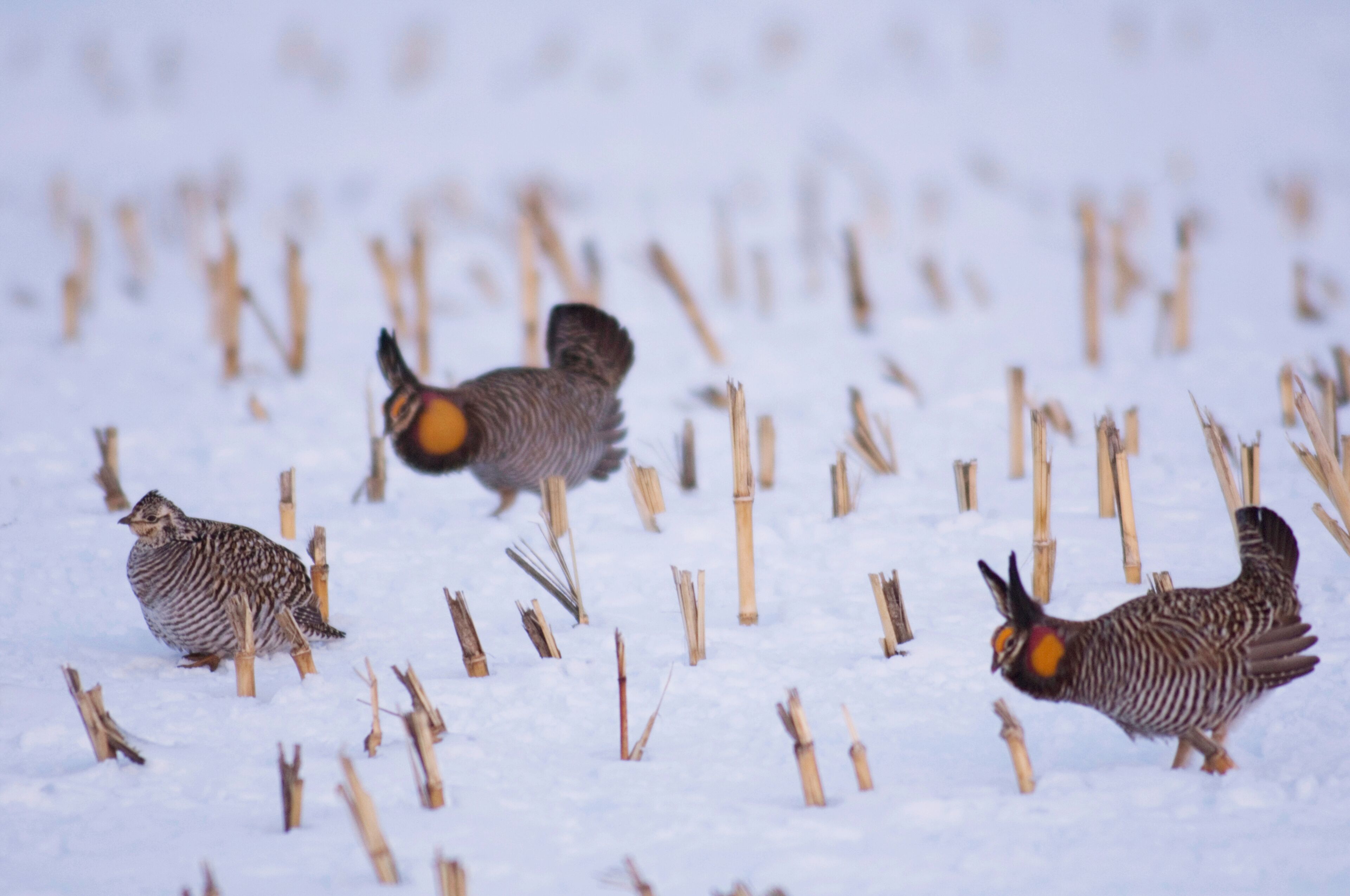 Three birds on a snowy field with wooden stakes.