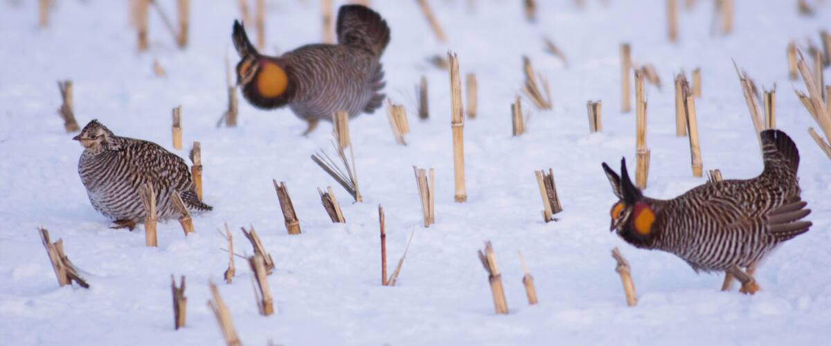 Three birds on a snowy field with wooden stakes.