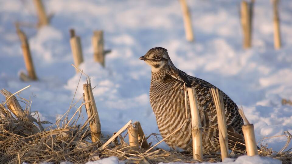 A bird in a snowy field with straw and wooden posts.