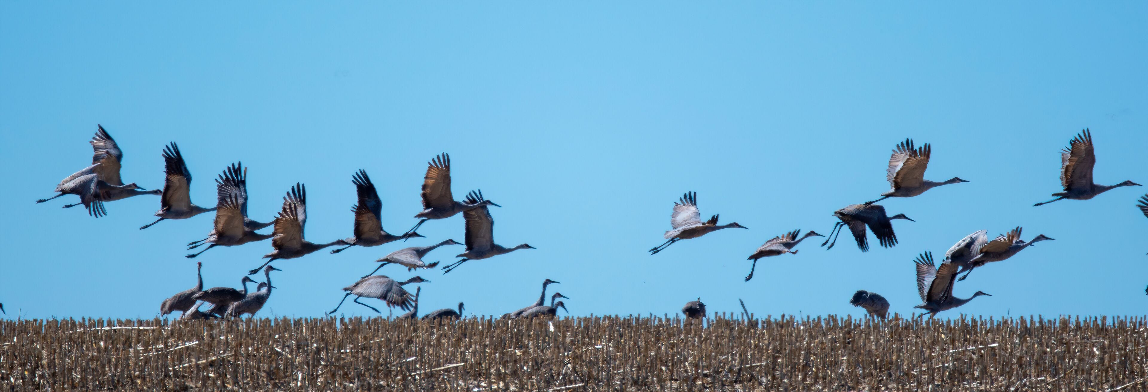 sandhill cranes in a flock flying against a deep blue sky near the Platte River in Nebraska