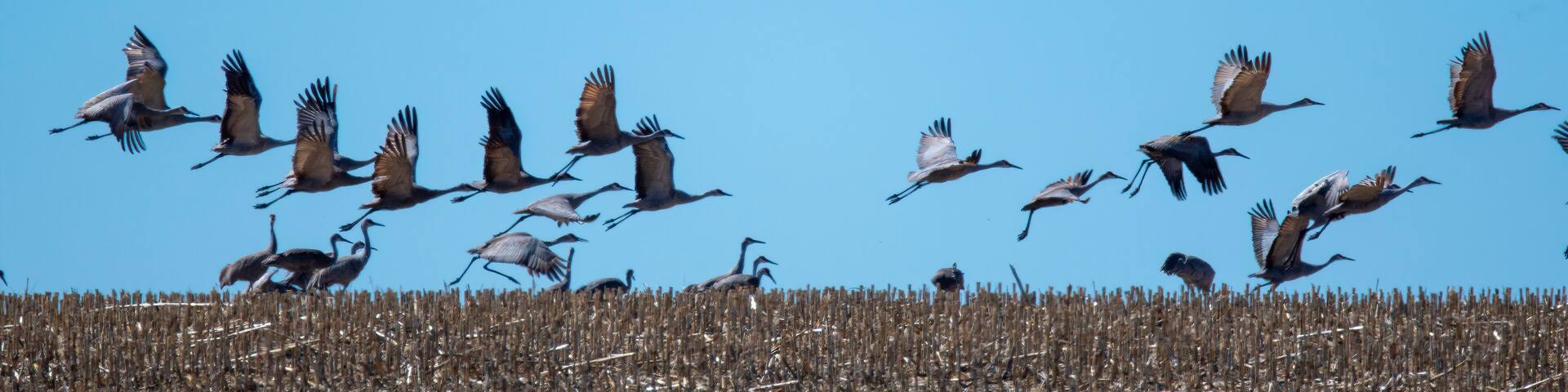 sandhill cranes in a flock flying against a deep blue sky near the Platte River in Nebraska