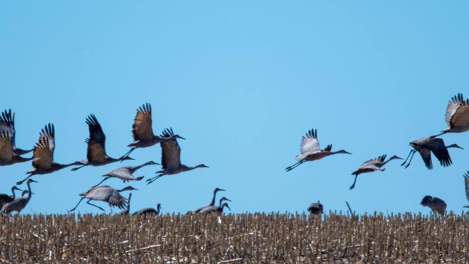 sandhill cranes in a flock flying against a deep blue sky near the Platte River in Nebraska