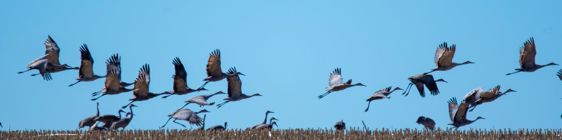 sandhill cranes in a flock flying against a deep blue sky near the Platte River in Nebraska