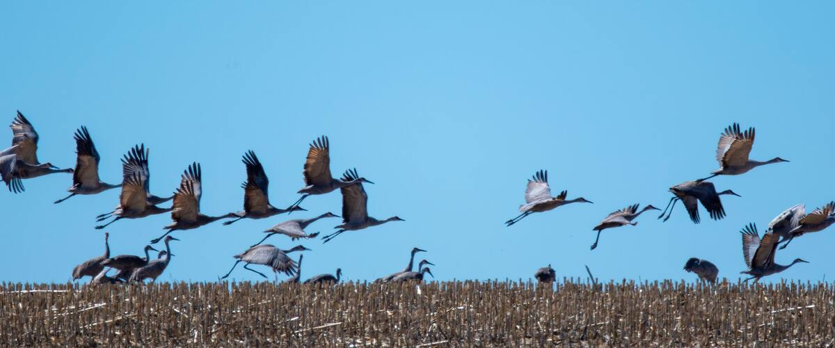 A flock of birds flying over a field of tall grass.