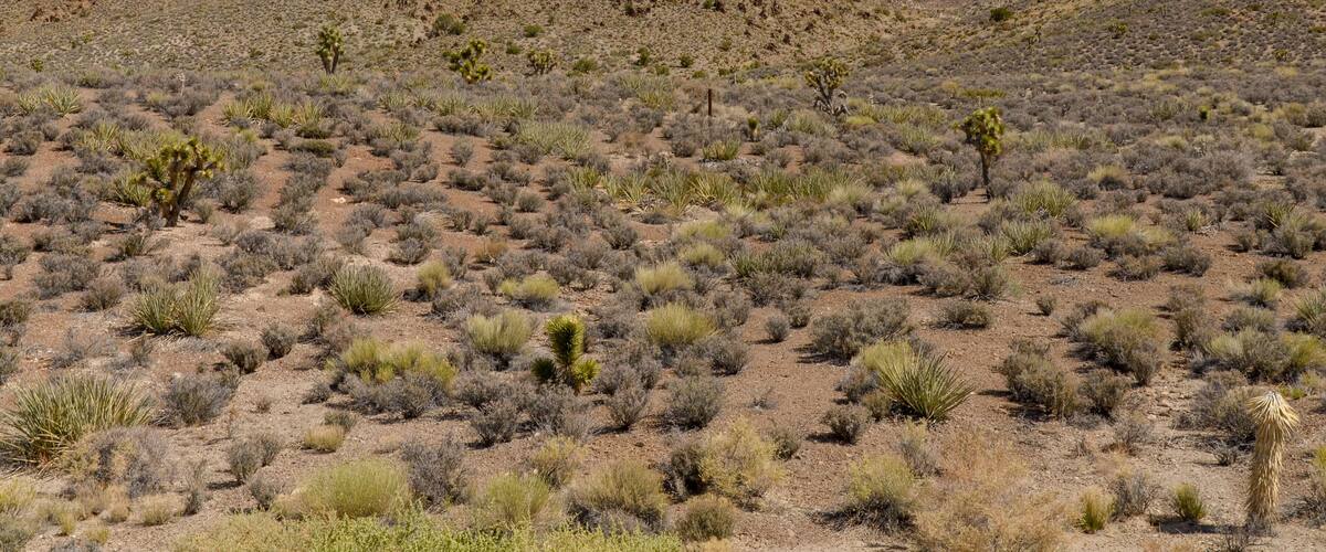 A desert landscape with sparse vegetation and a prominent hill in the background.