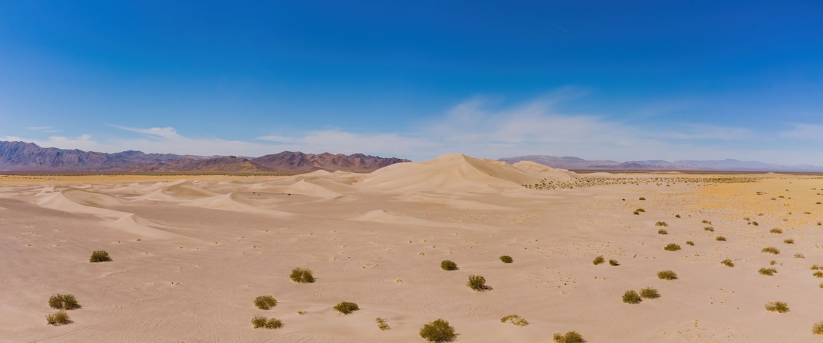 A desert landscape with sand dunes and sparse vegetation.
