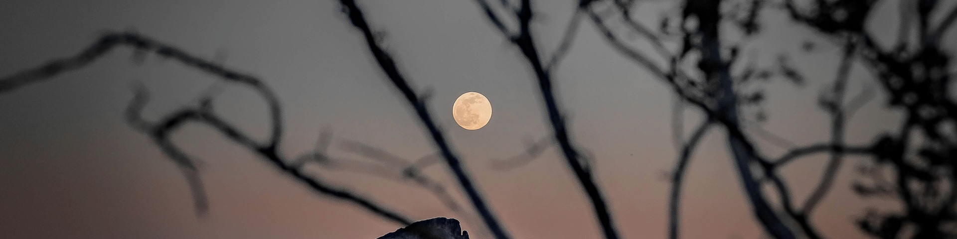 2020 of Feb 8th - Snow Moon! Rhyolite Rd, Beatty, Nevada