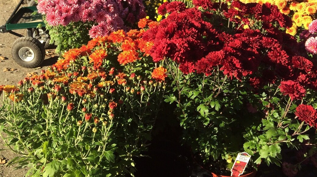 Fall has arrived in New Hampshire