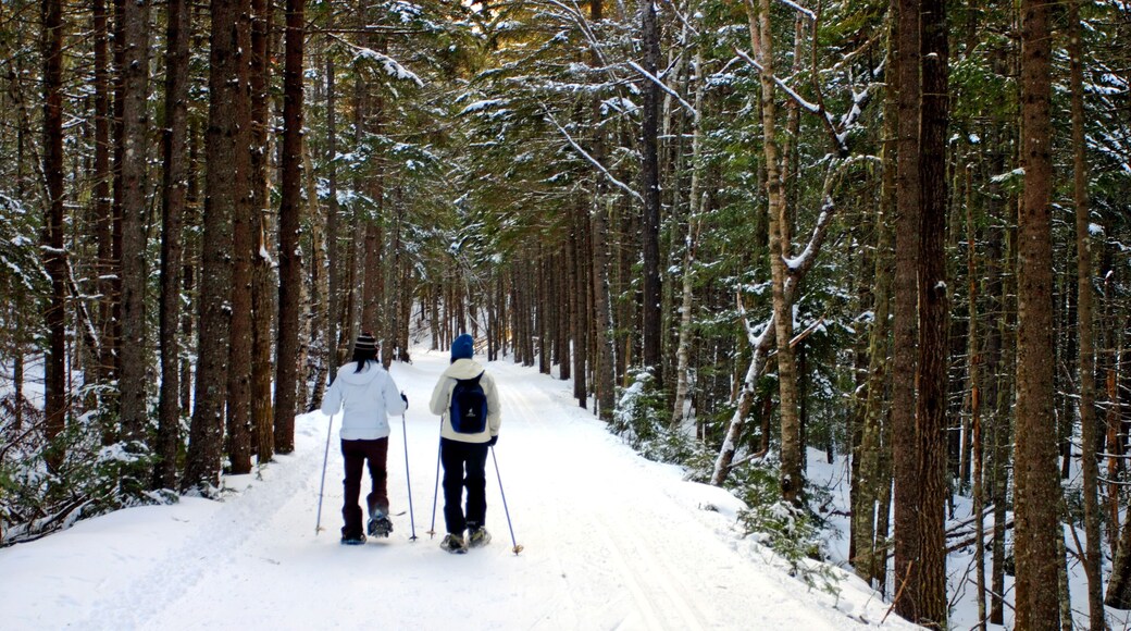 Winter at Bretton Woods, New Hampshire..