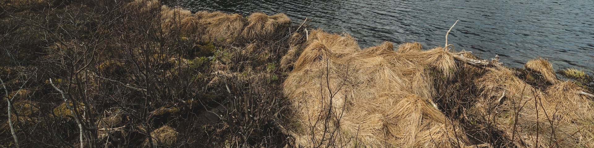 Trees and hill amongst the base of Mount Washington in NH.