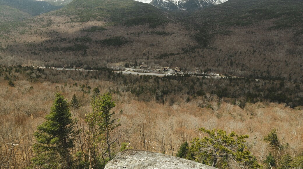 Trees and hill amongst the base of Mount Washington in NH.