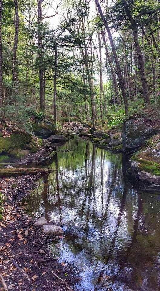 A forest stream with rocks and trees.