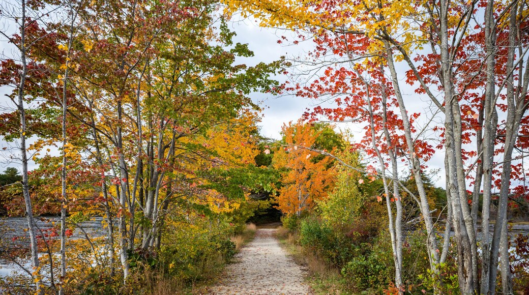 New Hampshire rail trail through autumn maple trees