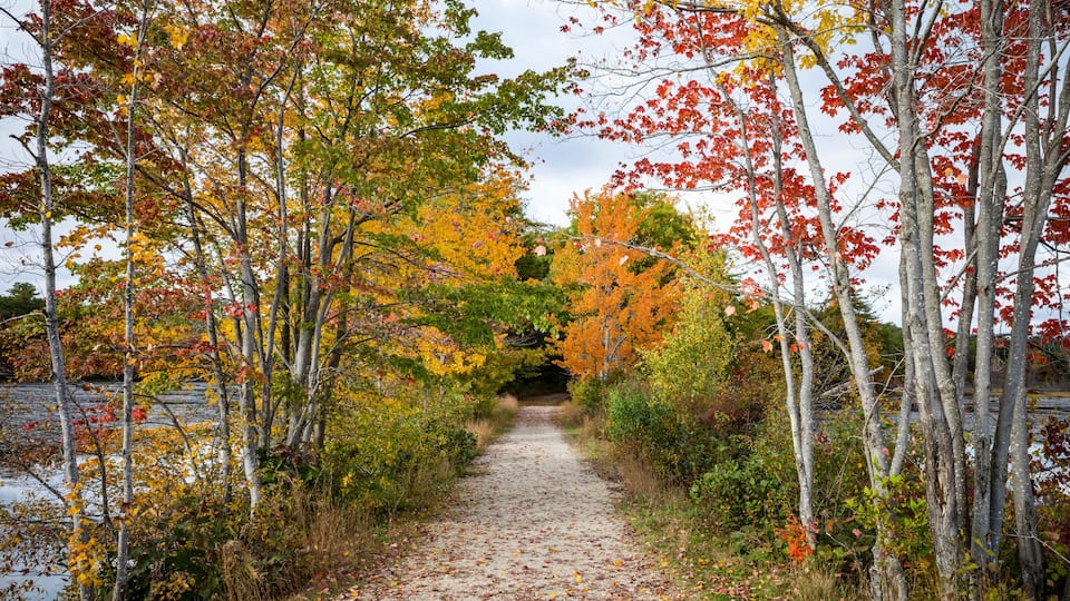A pathway surrounded by trees with autumn foliage.
