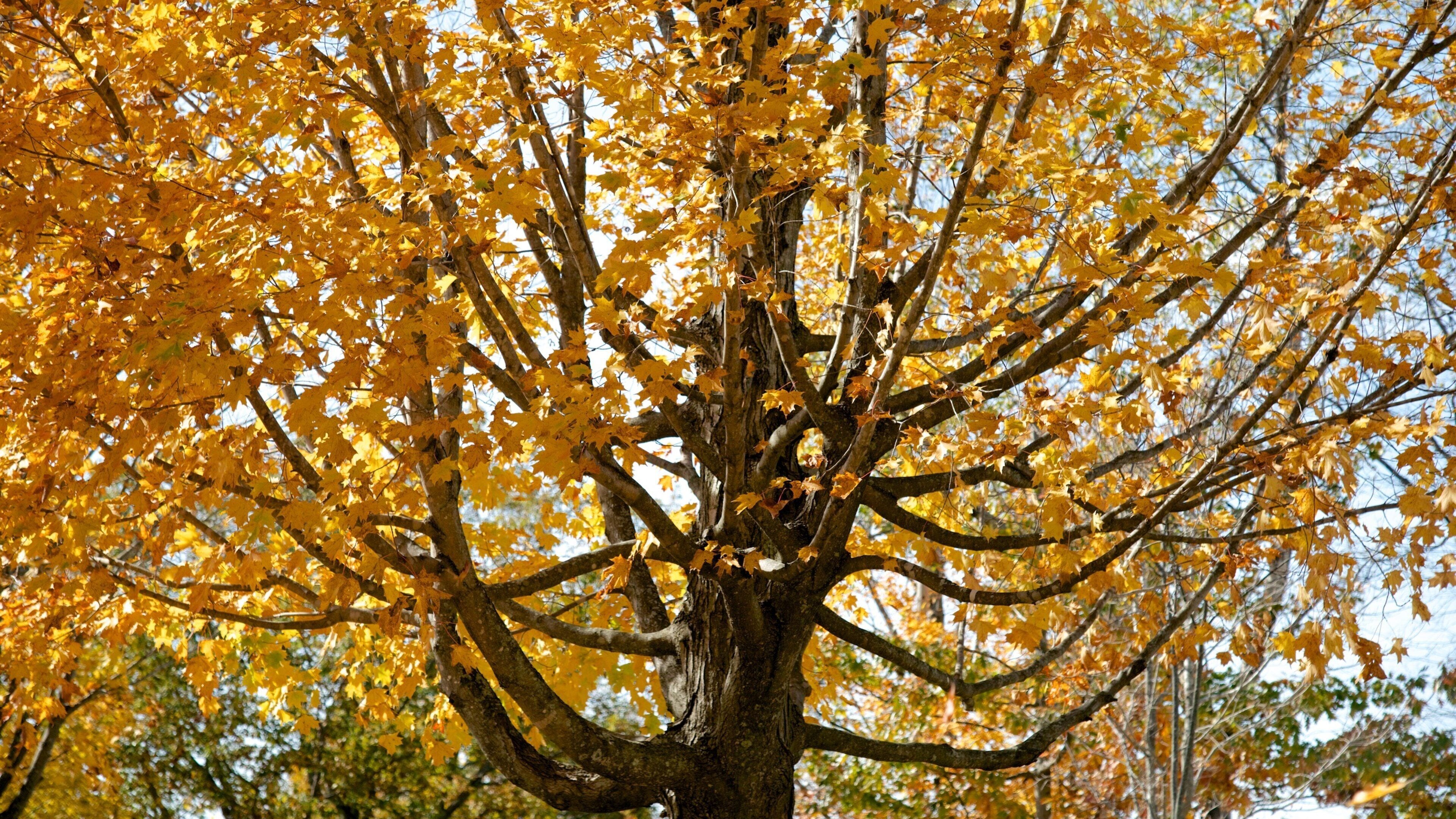 Sugar Hill showing autumn leaves