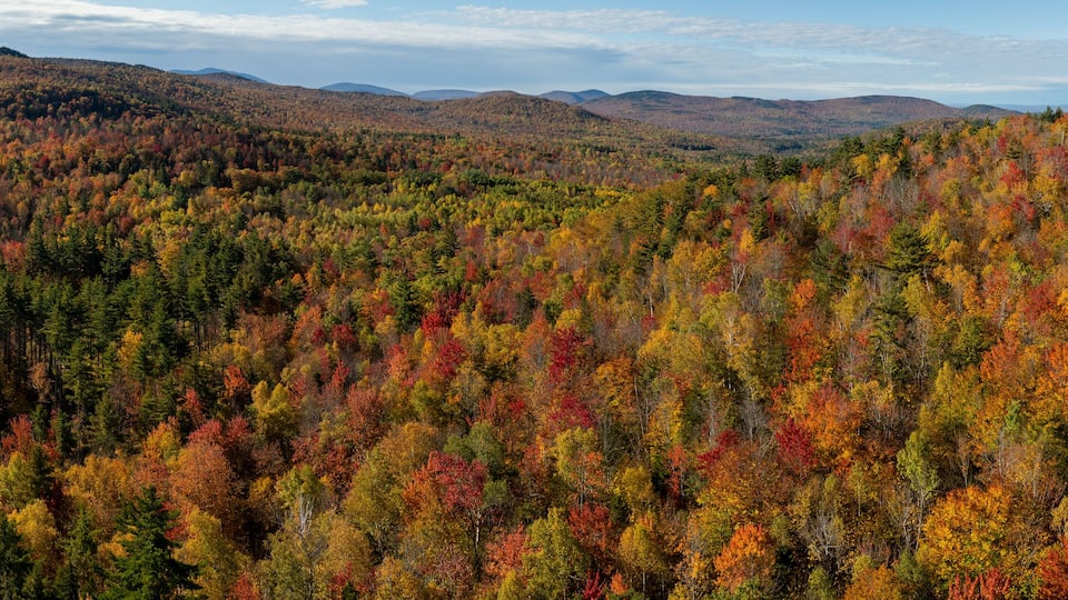 A dense forest with autumn foliage, rolling hills, and distant mountains.