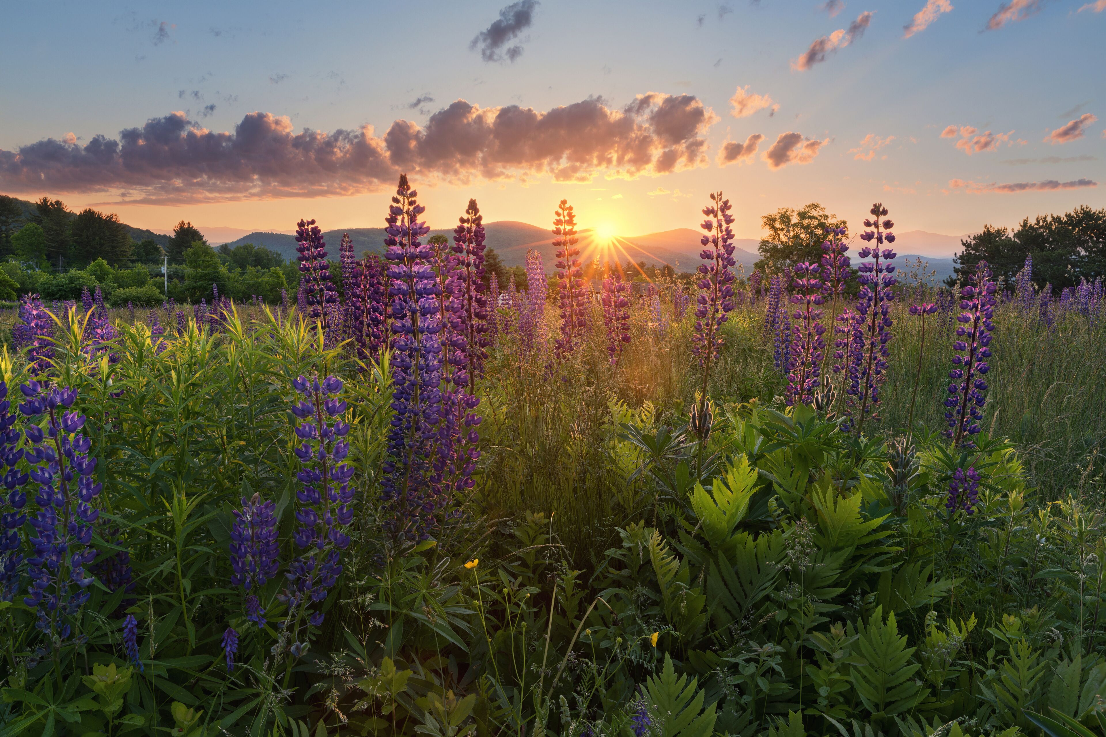 A field of purple lupines at sunset with mountains in the background.