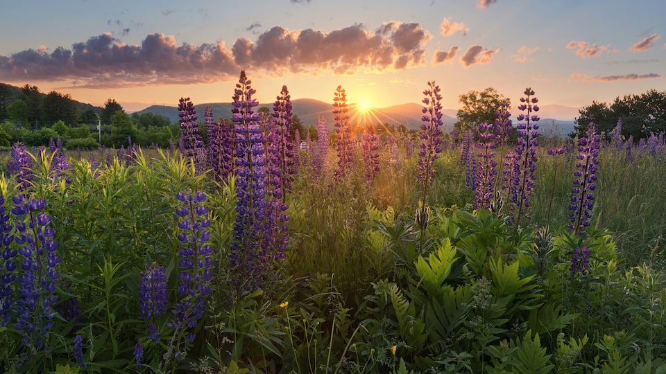 A field of purple lupines at sunset with mountains in the background.