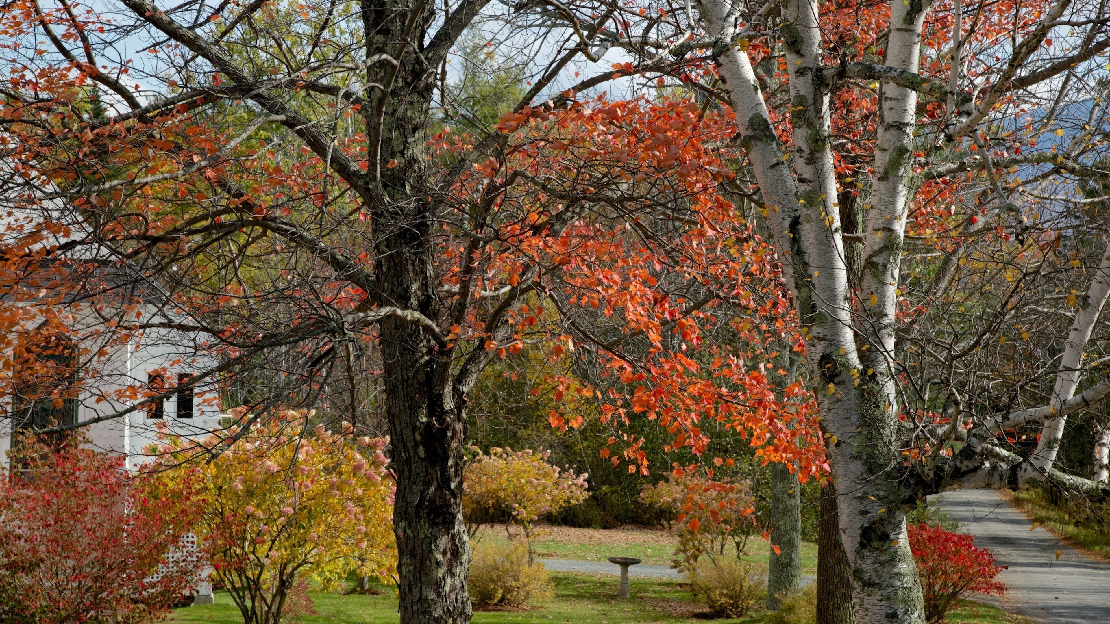 Sugar Hill welches beinhaltet Herbstblätter