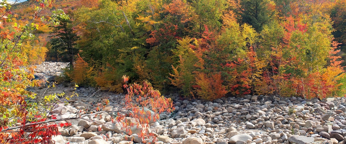 A rocky riverbed with autumn-colored trees and a mountain in the background.