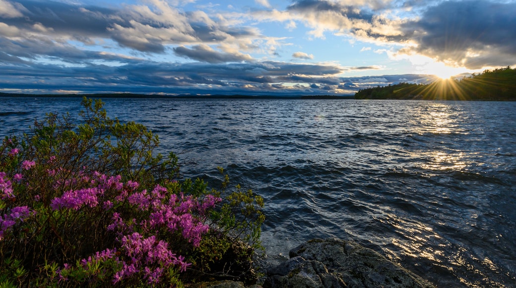 The waves and water of Lake Winnipesaukee pushing up againd the bright colored flowers along the shoreline.