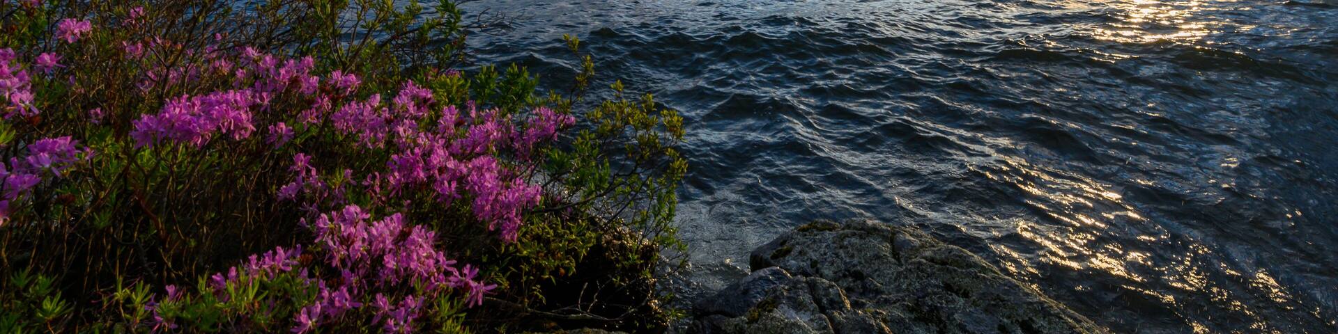 The waves and water of Lake Winnipesaukee pushing up againd the bright colored flowers along the shoreline.
