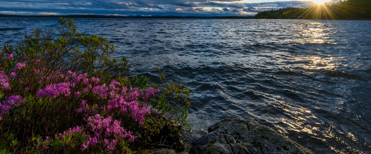 A sunset over a body of water with rocky shores and purple flowers in the foreground.