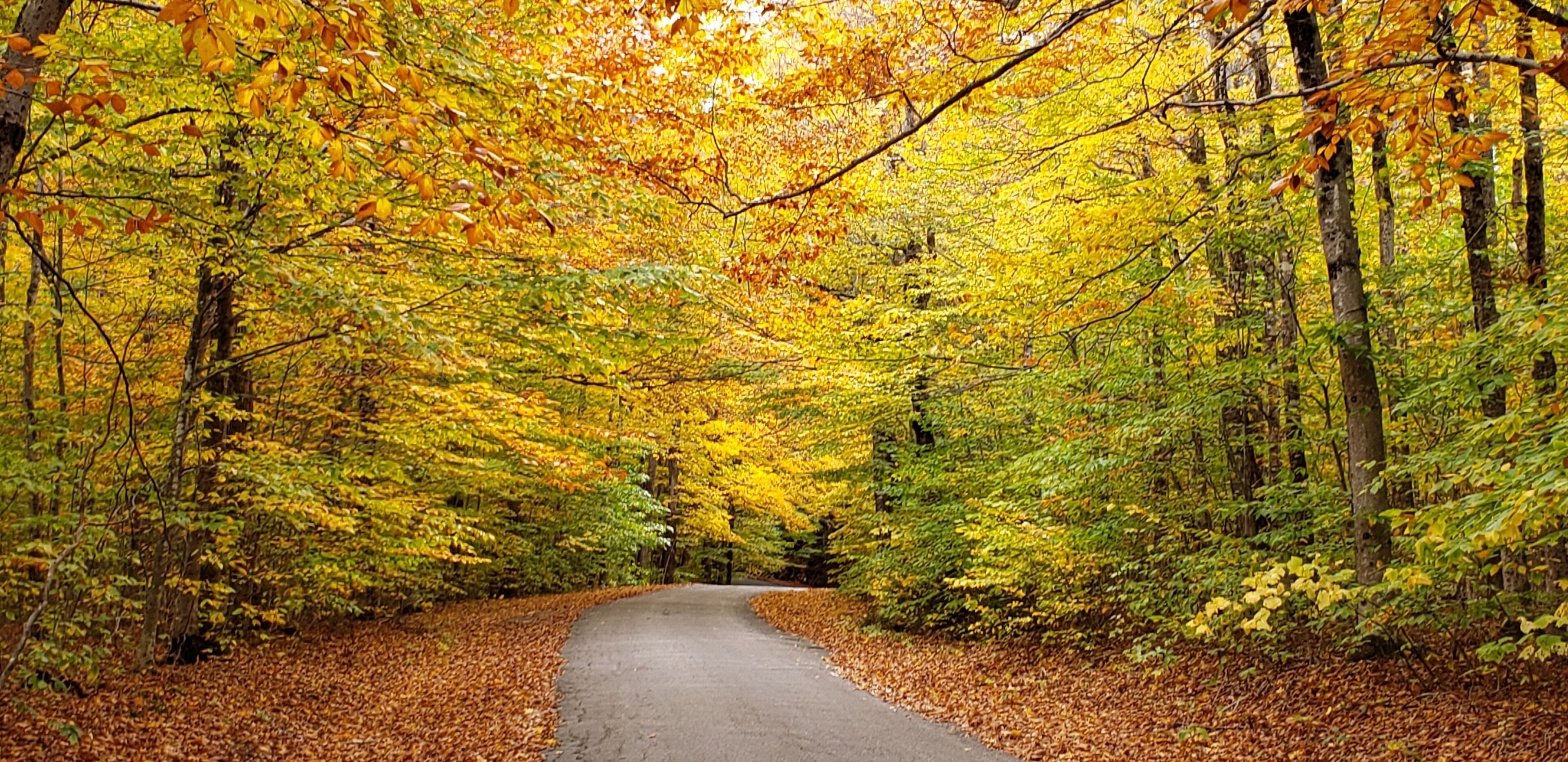A pathway through a forest with autumn-colored trees.
