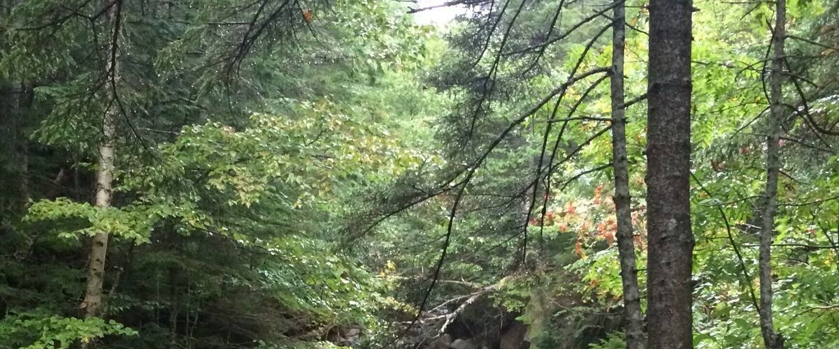 Lower Falls before Arethusa Falls in NH's White Mountains. What a soothing, beautiful part of the world. #hiking #newengland #newenglandhiking #arethusafallstrail #whitemountains #waterfall #newhampshire