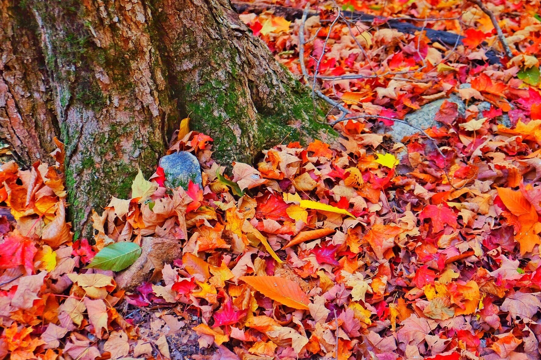 Weather gets colder, but color gets warmer