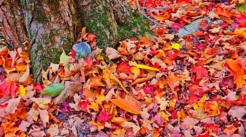 Weather gets colder, but color gets warmer