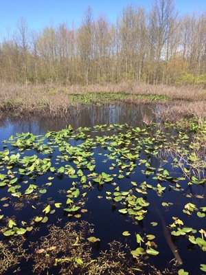 Just waiting till summer when the water lilies bloom!