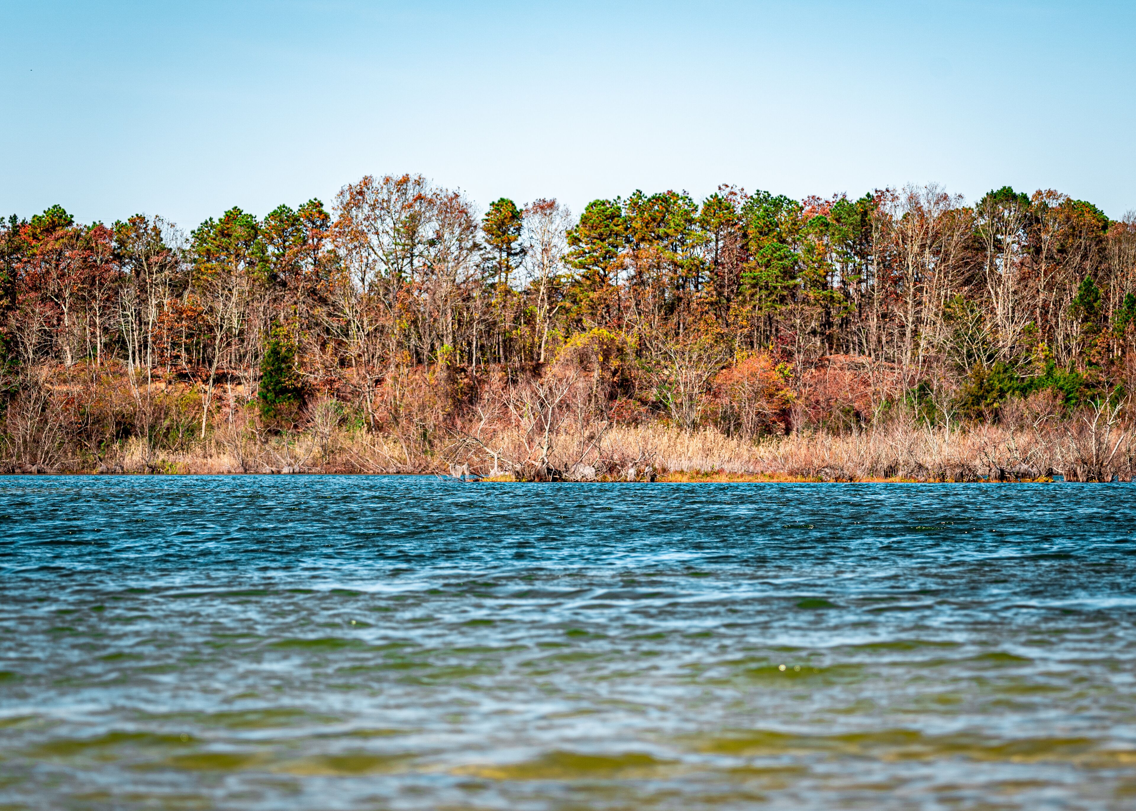 Lake in thre middle of a forest.